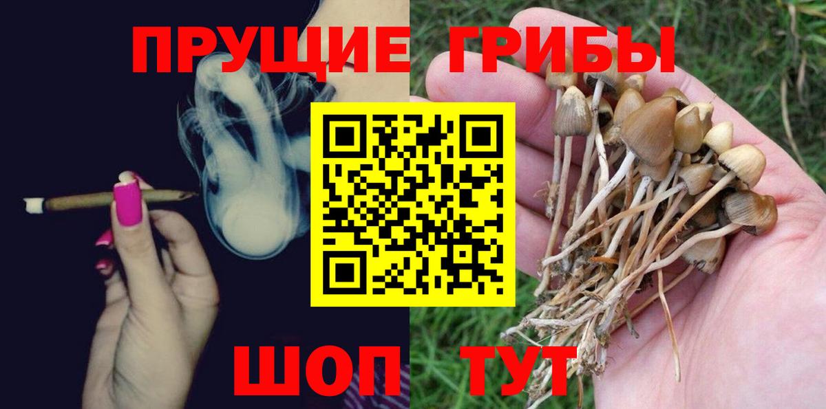 Галлюциногенные грибы Psilocybine cubensis Киреевск